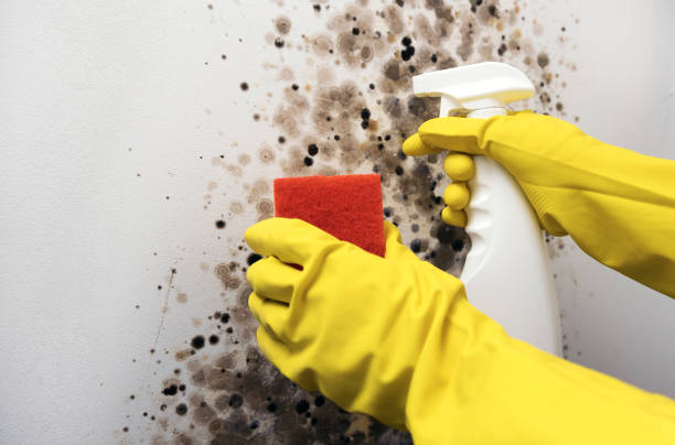 Susitna North, AK Mold Remediation Company